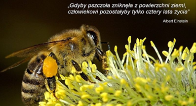 Dzien pszczoly obraz